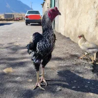 خروس لاری|حیوانات مزرعه|سنقر, |دیوار