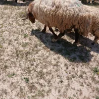 یک عدد قوچ چهار ساله درجه یک