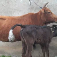 گاو چالوسی باگوساله نردوش دار