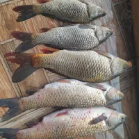 فروش ماهی آمور و کپور وحشی ارگانیک|ماهی|آمل, |دیوار