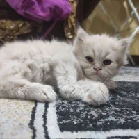 بچه گربه|گربه|اهواز, ۳۰ متری|دیوار