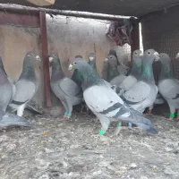 دوتیپ المانی جون همه نرشب روز ندارن|پرنده|تربتحیدریه, فردوسی جنوبی|دیوار