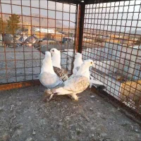 فروش سوسکی وپشت ساتن