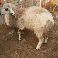 یکراسمیشاولشکمکشتاری|حیوانات مزرعه|بجنورد, |دیوار