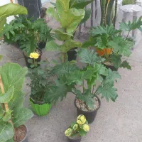 گل گیاه طبیعی|گل و گیاه طبیعی|ورامین, ورامین|دیوار