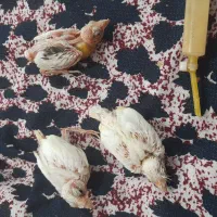 جوجه قناری یک ماهه