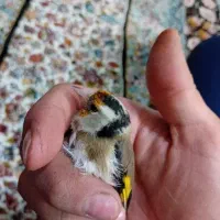سهره|پرنده|قرچک, محمد آباد|دیوار