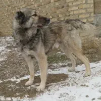 سگ نگهبانی و گوسفند