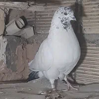 کفتر کله دمبی نر به شرط پرش