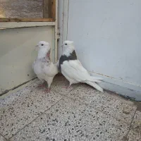 کفتر|پرنده|آیسک, |دیوار