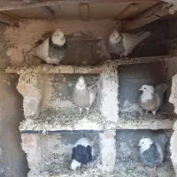 فروش کفتر طوقی|پرنده|بیلوار, |دیوار