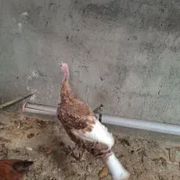 بوقلمون|حیوانات مزرعه|سنندج, |دیوار