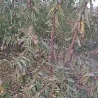 نهالستان سعید افشانی نهال گیلاس وزرد آلو عسگر آباد|خدمات باغبانی و درختکاری|ارومیه, |دیوار