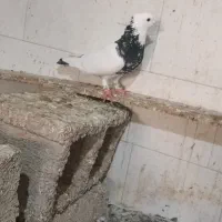 کبوتر|پرنده|شوشتر, |دیوار