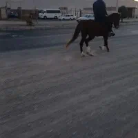 اسب یورقه کره طوفان نیشابوری|اسب و تجهیزات اسب‌سواری|خواف, |دیوار