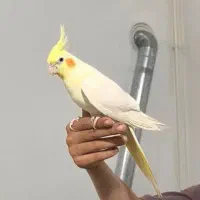 عروس هلندی مولد۵ تخم