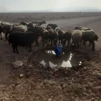 20 عدد میش جوان