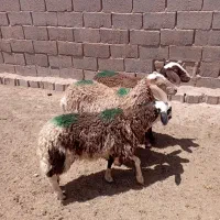 بره ماده ارزان