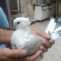 کفتر نوک قناری