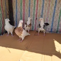 مقلف طوقی وپلاکی