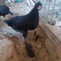 خروس