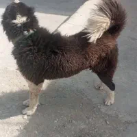 گمشده|سگ|تهران, خاوران|دیوار