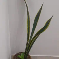 دو عدد گل همراه گلدان