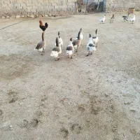 غاز|حیوانات مزرعه|دهلران, |دیوار