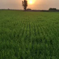 مزرعه دار و پخش اصل برنج ایرانی با مدرک