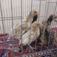 جوجه سیبرایت