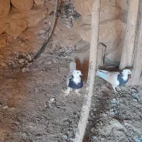 کبوتر طوقی معاوضه  با عروس هلندی|پرنده|لردگان, |دیوار