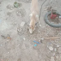 سگ ژرمن