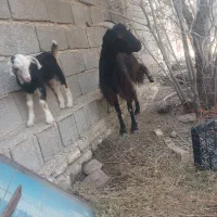 بز با کهره ماده