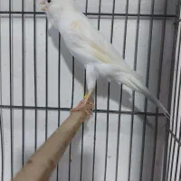 قناری سفید ماده  عروسک