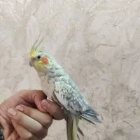 عروس مرواریدی
