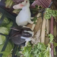 خرگوش