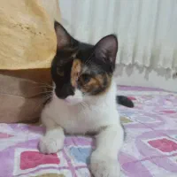 گربه گمشده|حیوانات|کرج, خرمدشت|دیوار