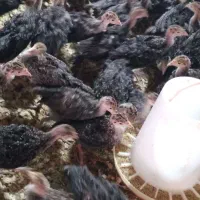 جوجه بوقلمون ۵۰ روزه برنز واکسن خورده ۸۰۰گرمی
