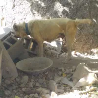 سگ ماده دزدیده شده