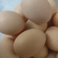 تخم مرغ محلی هم برا خوردن هم نطفه دار