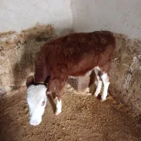 گاو وگوساله سیمینتال|حیوانات مزرعه|خاوه, |دیوار