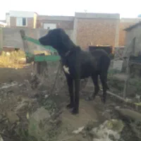 ماده سرابی اصل خوش هیکل و قد بلند|سگ|بیله سوار, |دیوار