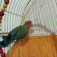 طوطی کوتوله نر مولد|پرنده|اصفهان, پوریای ولی|دیوار