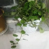 چنتا گل طبیعی به قیمت  2000 به فروش میرسد|گل و گیاه طبیعی|یاسوج, |دیوار