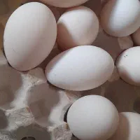 تخم قوغاز و قوغاز های مولد