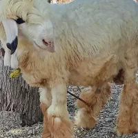بره