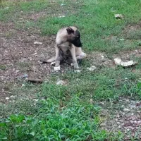 توله ماده سراب|سگ|عباسآباد, |دیوار