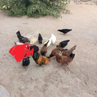 مرغ پاکوتاه