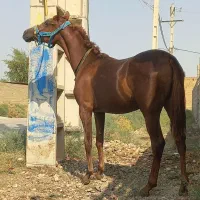 شوش