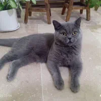 گربه نر اسکاتیش